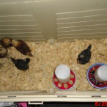 Chicks at four weeks